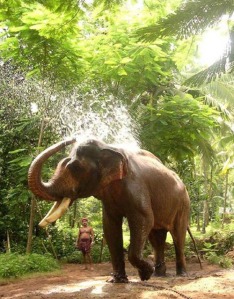 kerala_elephant wildlife sanctuaries