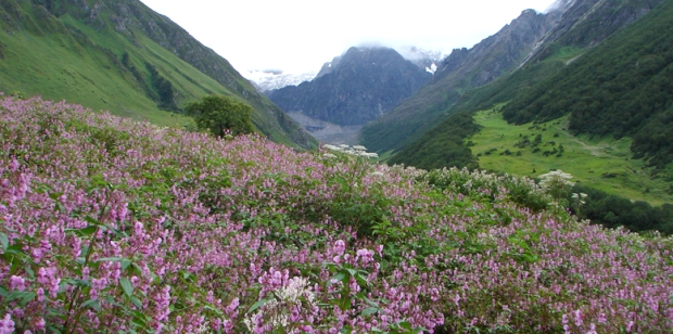 valley-of-flowers-national-